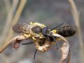 Halictus sexcintua